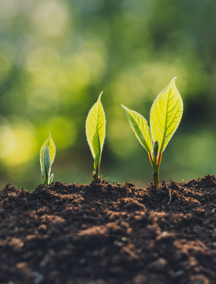 Manejo Seguro para Profarco S.A.